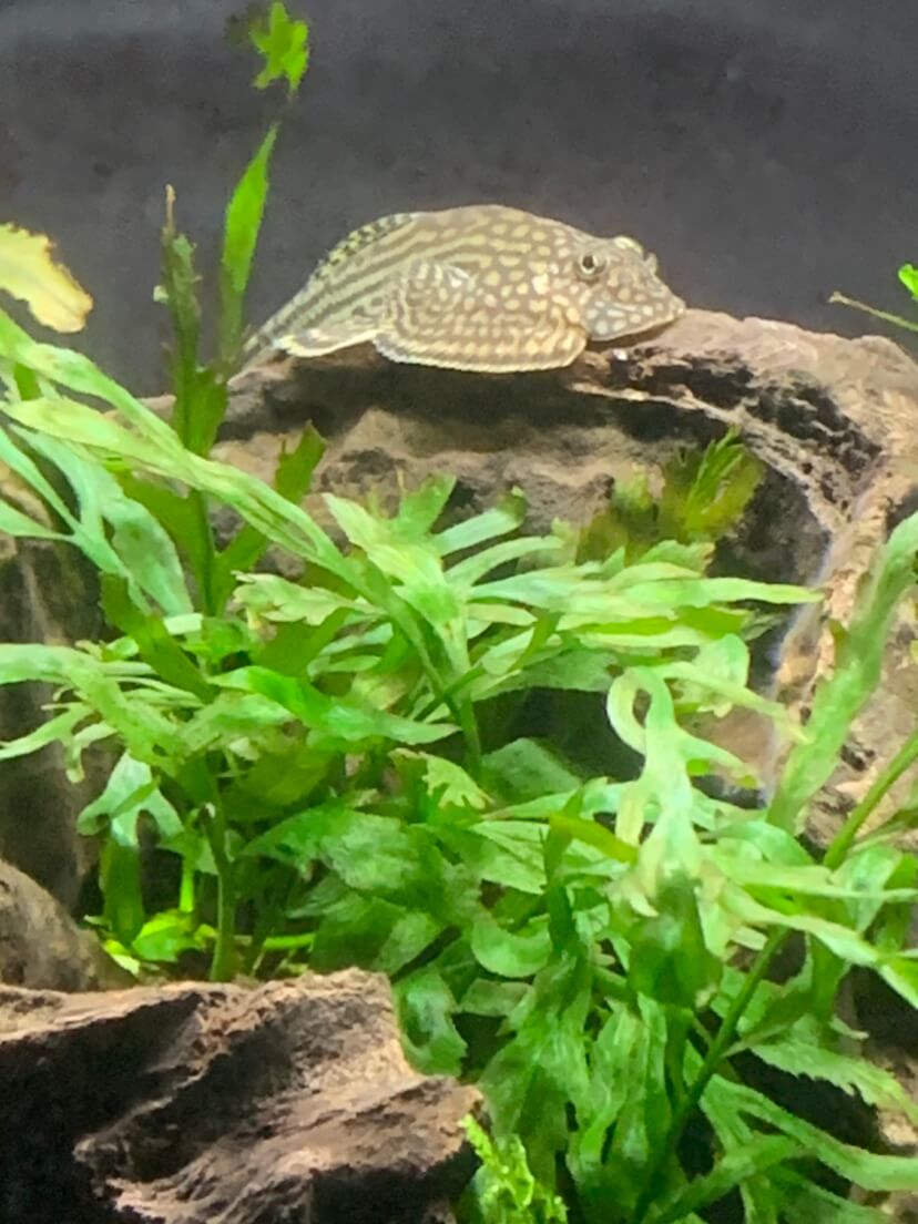 待合室の水槽の魚