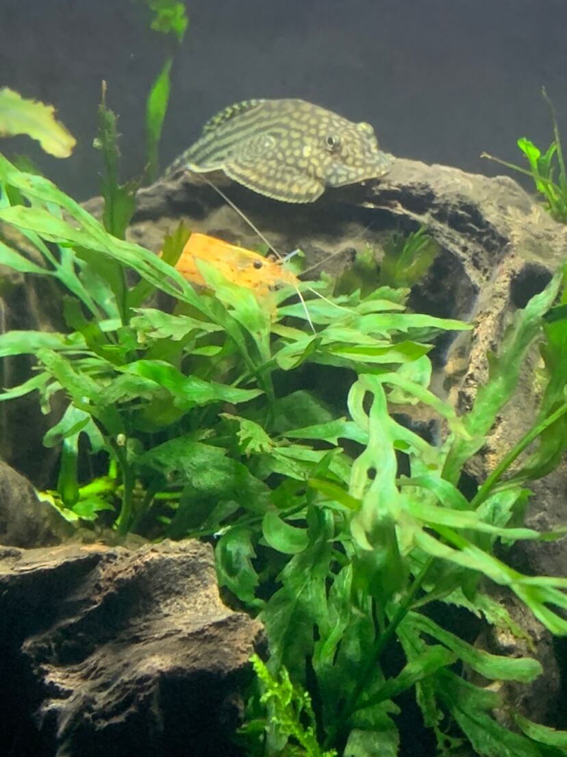待合室の水槽の魚とエビ